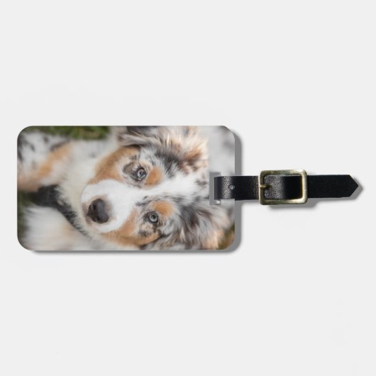 Niedliche Kleintiere | Australian Shepherd Puppy Gepäckanhänger (Vorderseite horizontal)