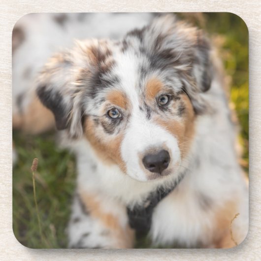 Niedliche Kleintiere | Australian Shepherd Puppy Getränkeuntersetzer (Vorderseite)