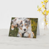 Niedliche Kleintiere | Australian Shepherd Puppy Karte (Gelbe Blume)