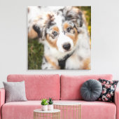 Niedliche Kleintiere | Australian Shepherd Puppy Leinwanddruck (Insitu (Wohnzimmer))