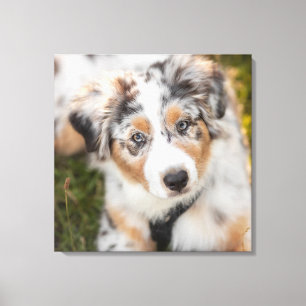 Niedliche Kleintiere Australian Shepherd Puppy Leinwanddruck