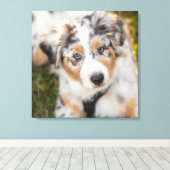 Niedliche Kleintiere | Australian Shepherd Puppy Leinwanddruck (Insitu (Holzboden))