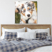 Niedliche Kleintiere | Australian Shepherd Puppy Leinwanddruck (Insitu (Schlafzimmer))