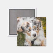 Niedliche Kleintiere | Australian Shepherd Puppy Magnet (Vorderseite/Rückseite)