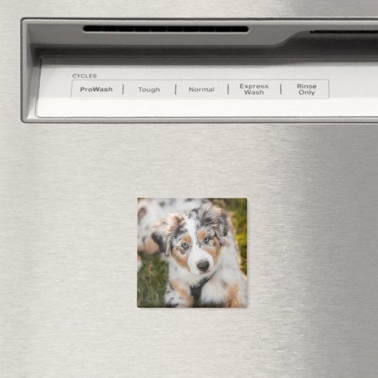 Niedliche Kleintiere | Australian Shepherd Puppy Magnet (In Situ (Geschirrspüler))