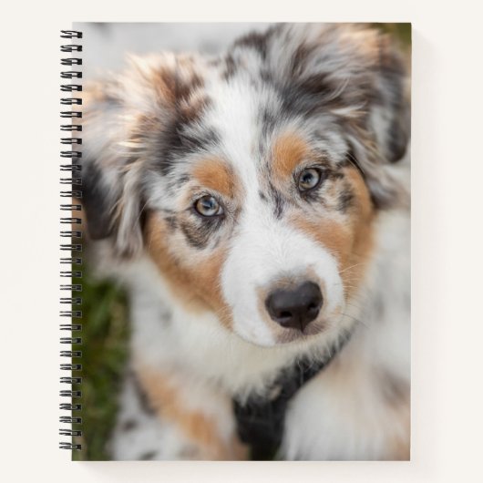 Niedliche Kleintiere | Australian Shepherd Puppy Notizblock (Vorderseite)