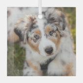 Niedliche Kleintiere | Australian Shepherd Puppy Ornament Aus Glas (Vorderseite)