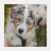 Niedliche Kleintiere | Australian Shepherd Puppy Ornament Aus Glas (Rückseite)