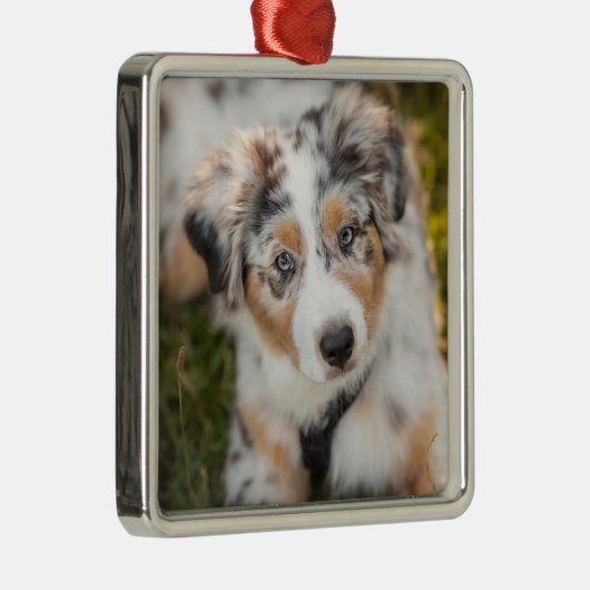 Niedliche Kleintiere | Australian Shepherd Puppy Ornament Aus Metall (Rechts)