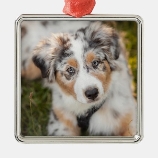 Niedliche Kleintiere | Australian Shepherd Puppy Ornament Aus Metall (Vorne)