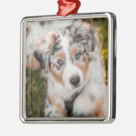 Niedliche Kleintiere | Australian Shepherd Puppy Ornament Aus Metall (Links)