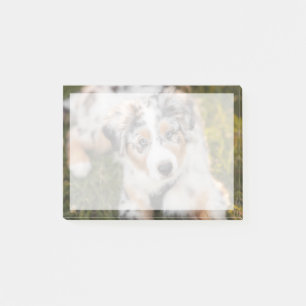 Niedliche Kleintiere Australian Shepherd Puppy Post-it Klebezettel