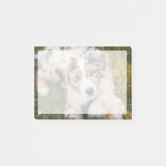 Niedliche Kleintiere | Australian Shepherd Puppy Post-it Klebezettel (Vorderseite)