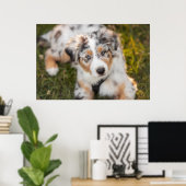 Niedliche Kleintiere | Australian Shepherd Puppy Poster (Heimbüro)