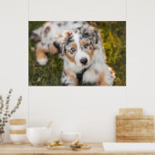 Niedliche Kleintiere | Australian Shepherd Puppy Poster (Küche)
