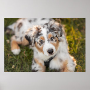 Niedliche Kleintiere Australian Shepherd Puppy Poster