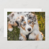 Niedliche Kleintiere | Australian Shepherd Puppy Postkarte (Vorne/Hinten)