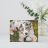 Niedliche Kleintiere | Australian Shepherd Puppy Postkarte (Stehend Vorderseite)