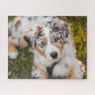 Niedliche Kleintiere   Australian Shepherd Puppy Puzzle