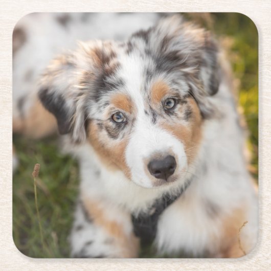 Niedliche Kleintiere | Australian Shepherd Puppy Rechteckiger Pappuntersetzer (Vorderseite)
