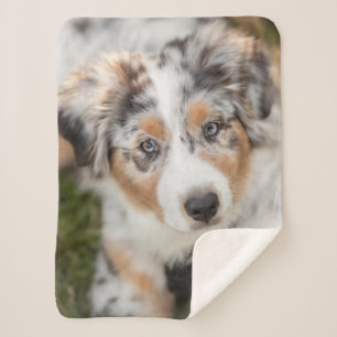 Niedliche Kleintiere   Australian Shepherd Puppy Sherpadecke