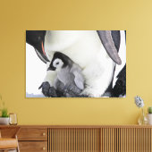 Niedliche Kleintiere | Babemann Penguin Leinwanddruck (Insitu (Wohnzimmer))