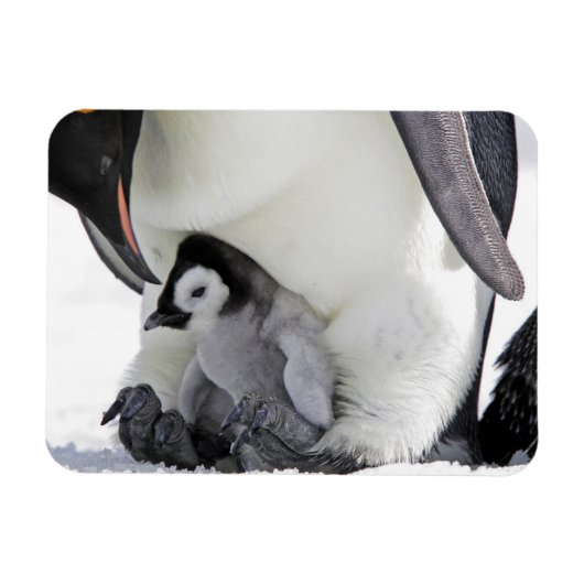 Niedliche Kleintiere | Babemann Penguin Magnet (Horizontal)