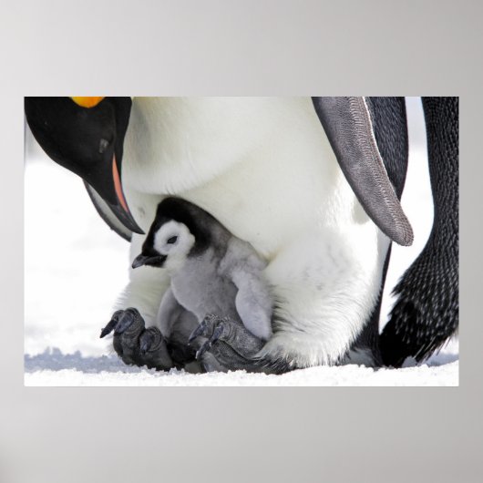 Niedliche Kleintiere | Babemann Penguin Poster (Vorne)