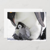 Niedliche Kleintiere | Babemann Penguin Postkarte (Vorne/Hinten)