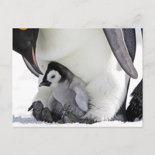 Niedliche Kleintiere | Babemann Penguin Postkarte (Vorderseite)
