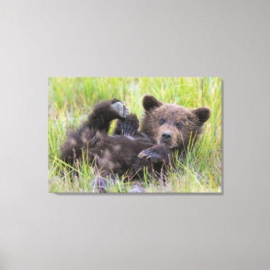 Niedliche Kleintiere | Baby Brown Bear Cube Leinwanddruck (Vorderseite)