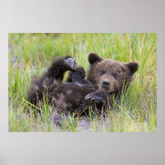 Niedliche Kleintiere | Baby Brown Bear Cube Poster (Vorne)