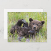 Niedliche Kleintiere | Baby Brown Bear Cube Postkarte (Vorne/Hinten)