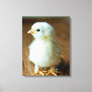 Niedliche Kleintiere   Baby Chick Leinwanddruck