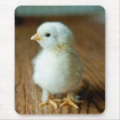 Niedliche Kleintiere | Baby Chick Mousepad (Vorne)