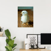 Niedliche Kleintiere | Baby Chick Poster (Heimbüro)