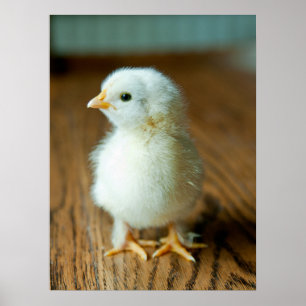 Niedliche Kleintiere   Baby Chick Poster