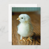Niedliche Kleintiere | Baby Chick Postkarte (Vorne/Hinten)