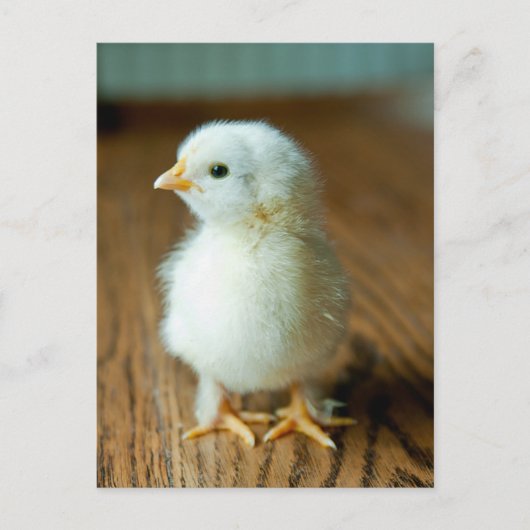 Niedliche Kleintiere | Baby Chick Postkarte (Vorderseite)