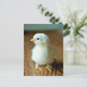 Niedliche Kleintiere | Baby Chick Postkarte (Stehend Vorderseite)