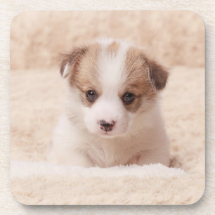 Niedliche Kleintiere   Baby Corgi Getränkeuntersetzer