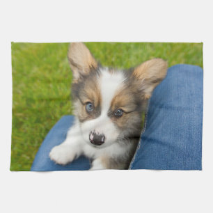 Niedliche Kleintiere Baby Corgi in My Lap Geschirrtuch