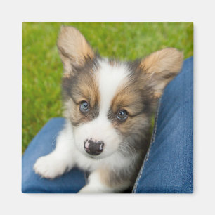 Niedliche Kleintiere Baby Corgi in My Lap Magnet