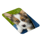 Niedliche Kleintiere | Baby Corgi in My Lap Magnet (Rechte Seite)