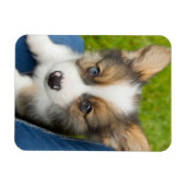Niedliche Kleintiere | Baby Corgi in My Lap Magnet (Horizontal)