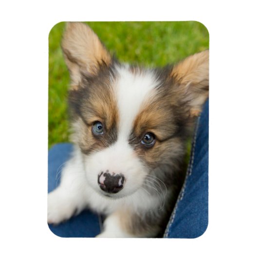 Niedliche Kleintiere | Baby Corgi in My Lap Magnet (Vertikal)