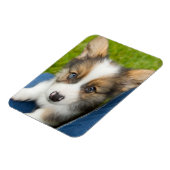 Niedliche Kleintiere | Baby Corgi in My Lap Magnet (Linke Seite)