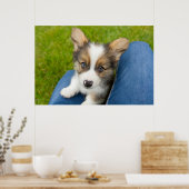 Niedliche Kleintiere | Baby Corgi in My Lap Poster (Küche)
