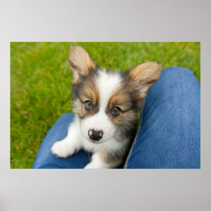 Niedliche Kleintiere   Baby Corgi in My Lap Poster