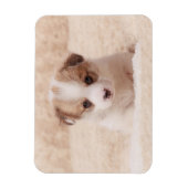 Niedliche Kleintiere | Baby Corgi Magnet (Vertikal)
